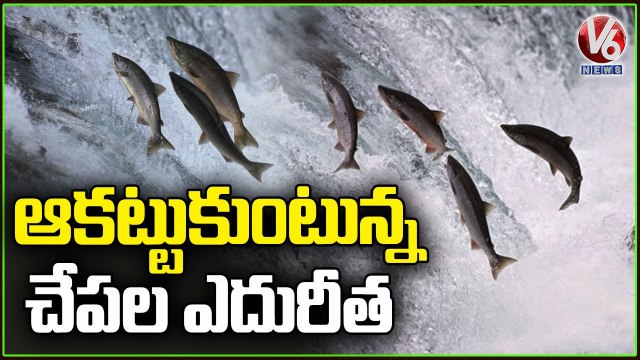 Public Enjoy As Fishes Swim At Dharmaram River _ Nizamabad _ V6 News
