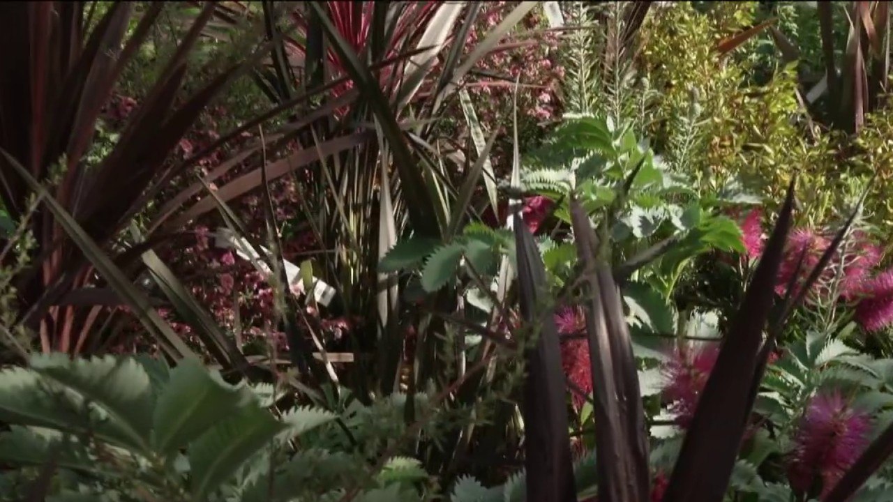 Jardin - Été : un jardin de feuillage