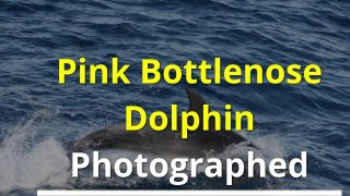 Interesting Facts About Dolphin