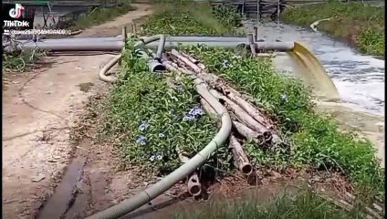 Panen Raya Udang Vanamei di PT PPI Lamongan 🇮🇩