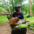 monkey love peanuts || feeding one box peanuts to hungry monkey || feeding monkey