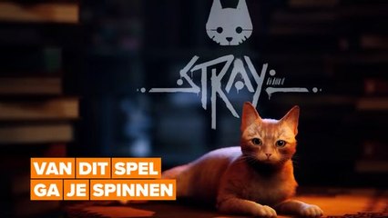 Van het spel Stray ga je spinnen