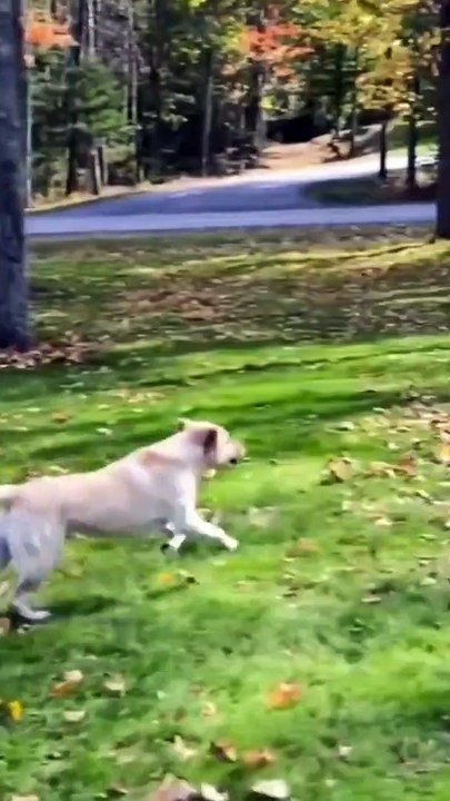 Funny Animals fails Shorts