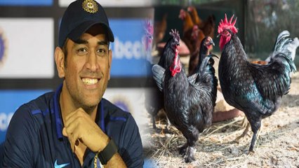 ಕಡಕ್‌ನಾತ್ ಕೋಳಿ ಮಾರಲು ರೆಡಿಯಾದ MS Dhoni, ಈ ಕೋಳಿಯ ಸ್ಪೆಷಾಲಿಟಿ ಏನು? | *Cricket | OneIndia Kannada
