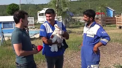 KANADI AMPUTE EDİLEN 'LAKLAK', ARTIK EMEKLİ HAYVANLAR ÇİFTLİĞİ'NDE