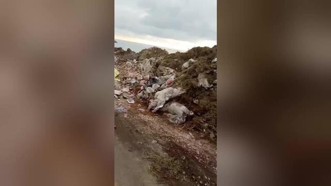 Rize'de, Sahil Dolgu Alanına Açılan Kuyulara Evsel Atık ve Kurban Atığı Döküldüğünü İddia Eden Muhtar Sarıhan: "Kuyular Kazılarak Gömülüyor.