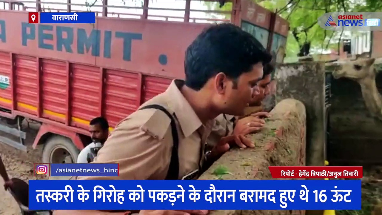 काशी में पकड़े गए ऊंटों को राजस्थान भेजने के लिए राजी हुआ कोर्ट, आदेश पत्र पढ़कर 'कन्फ्यूज' हुई यूपी पुलिस