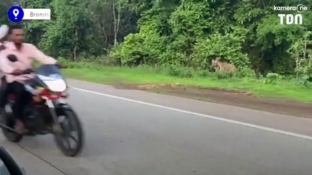 Ces automobilistes laissent passer un tigre