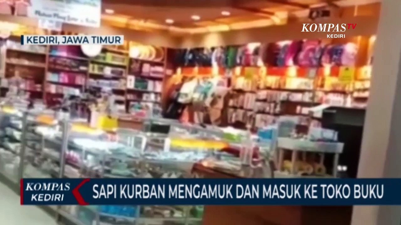 Sapi Kurban Mengamuk dan Lari Ke Toko Buku
