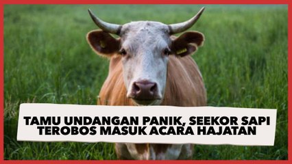 Semua Tamu Undangan Panik, Seekor Sapi Terobos Masuk dan Rusak Acara Hajatan