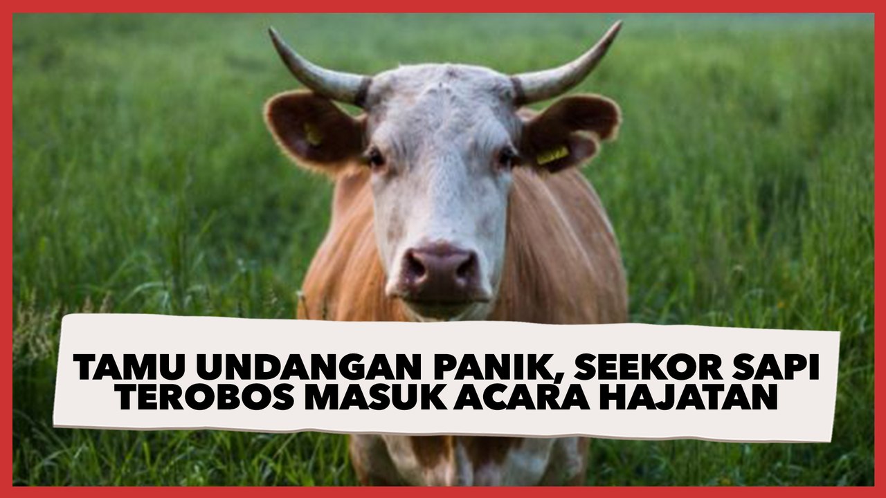 Semua Tamu Undangan Panik, Seekor Sapi Terobos Masuk dan Rusak Acara Hajatan