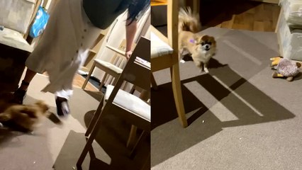 'Woman, terrified of a small dog, actively attempts to get rid of him'