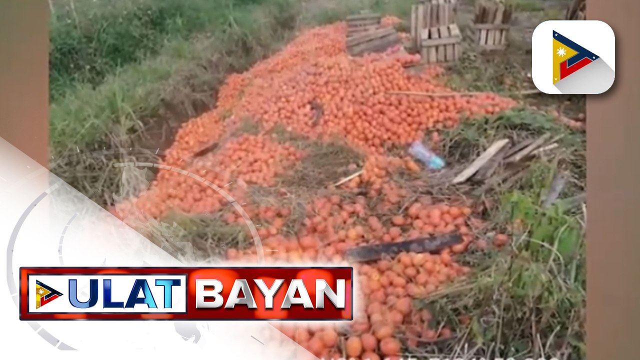 Daan-daang kilo ng kamatis, itinapon ng mga magsasaka sa Lantapan, Bukidnon dahil sa mababang presyo ng bilihan sa merkado