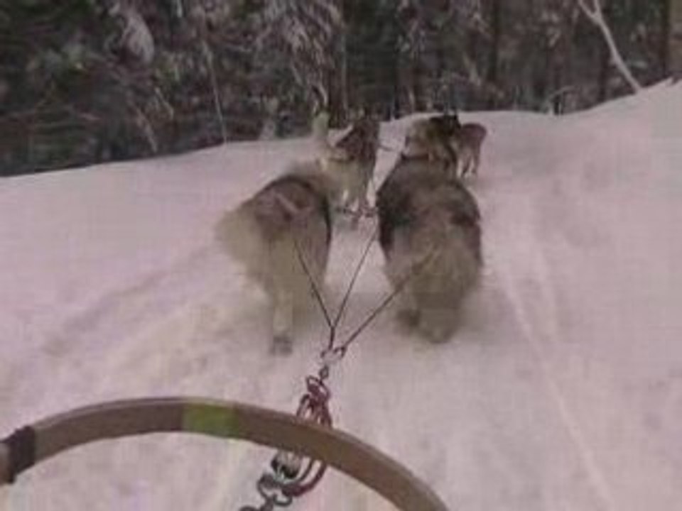 Traineaux à Québec