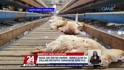 Nasa 300,000 na manok, isinailalim sa culling matapos tamaan ng bird flu | 24 Oras