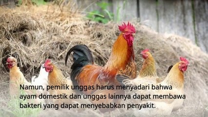 Hati-hati ternyata unggas dapat menularkan penyakit ini
