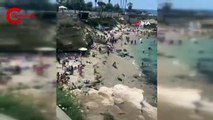 Plaja gelen deniz aslanları, insanları kovaladı