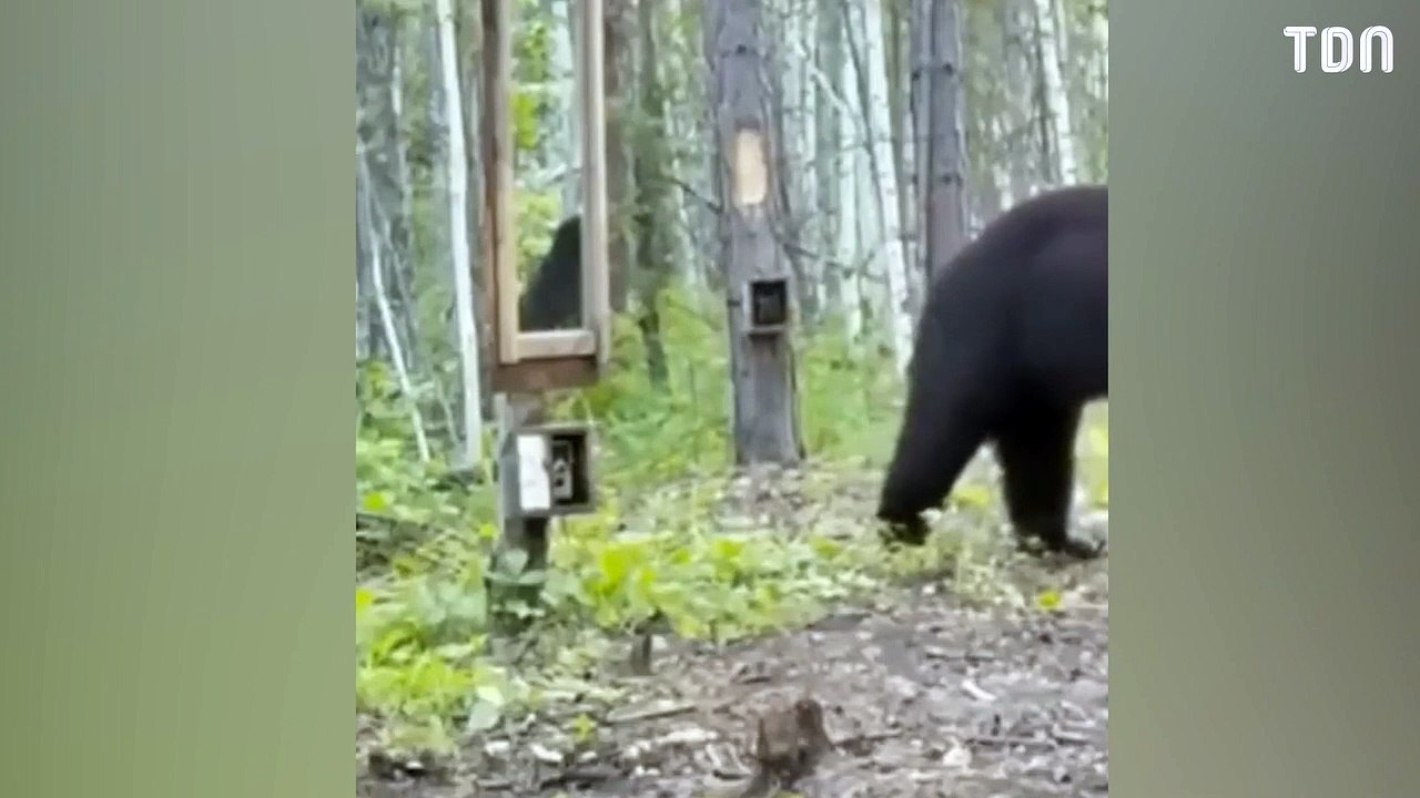 Le reflet de cet ours ne lui plait pas...