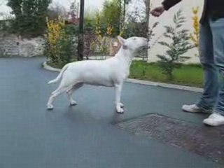 amjel bull terrier seiya lili chelsea