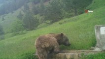 Yaban hayatındaki ayılar da bayram tatilinde