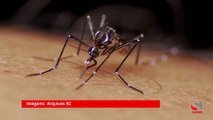 Caratinga registra um dos menores Índices de Infestação Predial por Aedes aegypti desde a implantação do LIRAa no Município