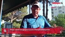 ‘Paşa’ isimli karga yavrusunu elleriyle besliyorlar