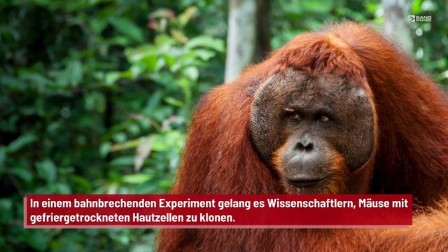 Bedrohte Tiere könnten durch Klonen gerettet werden