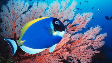 Quelles sont les particularités du poisson-chirurgien ?