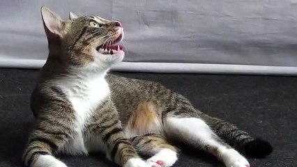 Playing Makes a Kitten So Tired