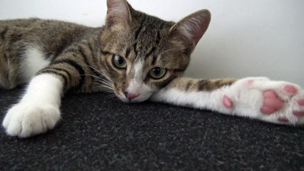Playing Makes Cute Kitten Sleepy