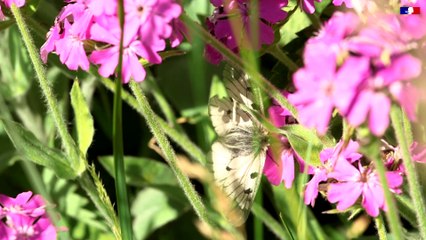 Papillons menacés - tout savoir sur le Semi-apollon