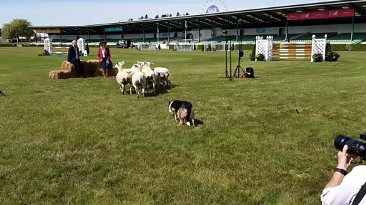 The Great Yorkshire Show