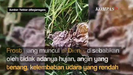 Begini Penjelasan Soal Fenomena Munculnya Embun Es di Dieng