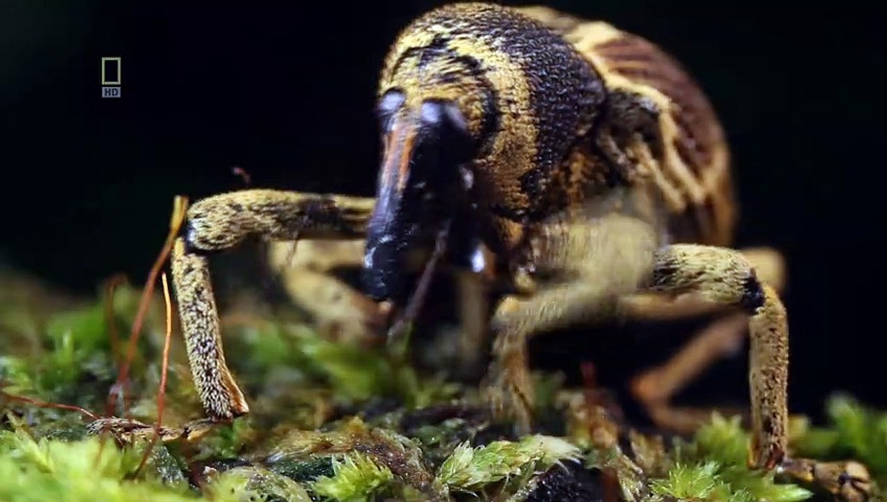 Unser Kosmos; Die Reise geht weiter Staffel 1 Folge 2 HD Deutsch