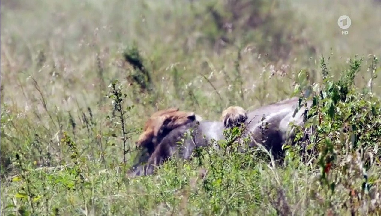 Wilde Dynastien - Die Clans der Tiere Staffel 1 Folge 3 HD Deutsch