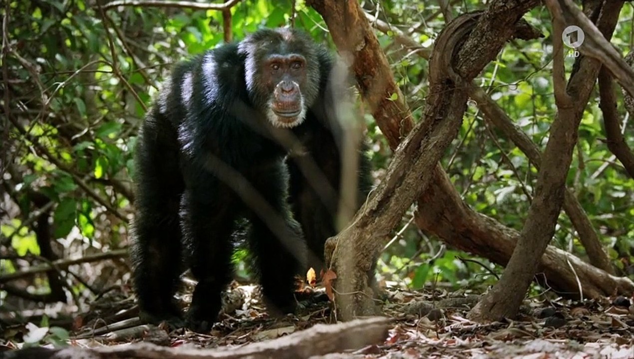 Wilde Dynastien - Die Clans der Tiere Staffel 1 Folge 1 HD Deutsch