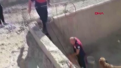 Son dakika haber: BOŞ HAVUZDA MAHSUR KALAN KÖPEĞİ İTFAİYE KURTARDI