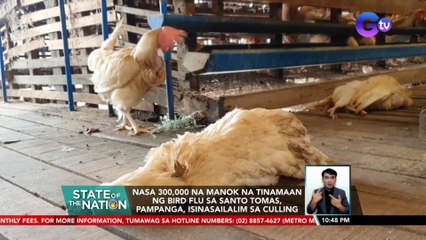 Nasa 300,000 na manok na tinamaan ng Bird Flu sa Santo Tomas, Pampanga, isinasailalim sa culling | SONA