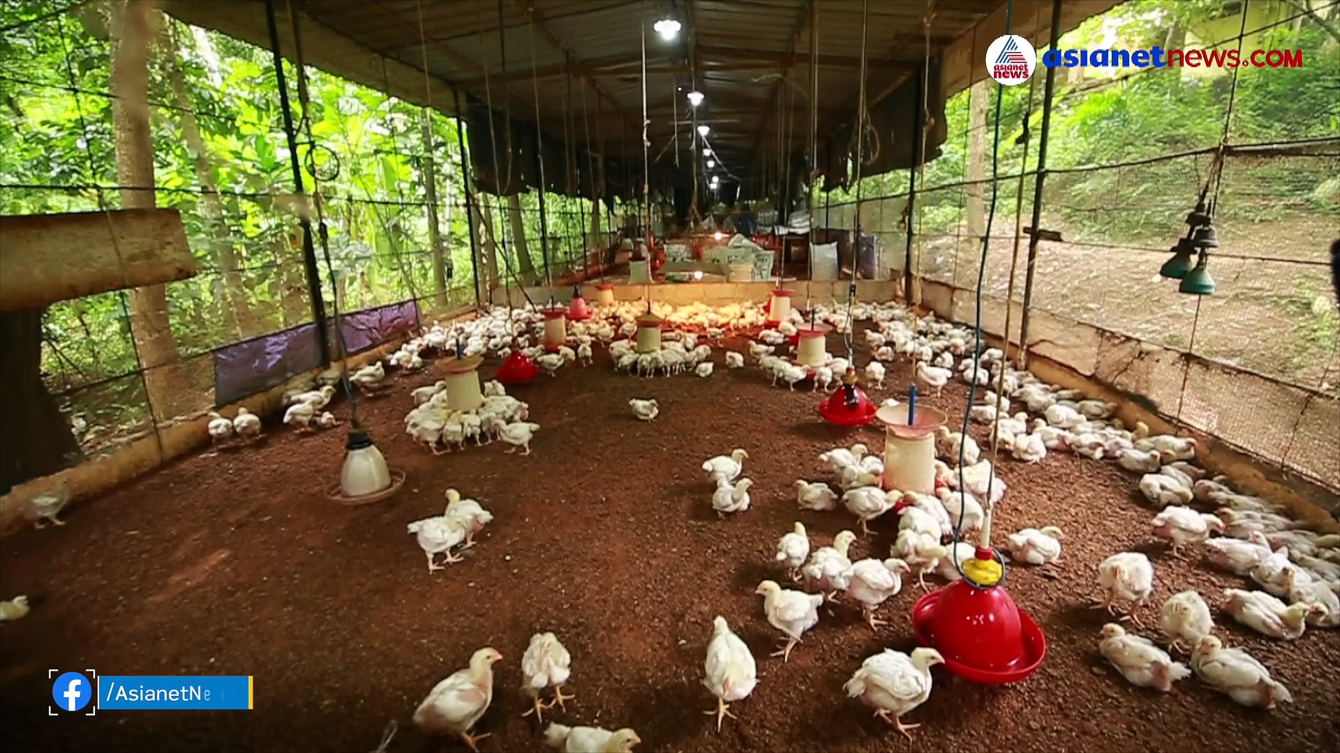 12 വര്‍ഷത്തെ കോഴിഫാം വന്‍ ഹിറ്റായത് കൊവിഡ് കാലത്ത്;പിന്നില്‍ ടെക്കികളുടെ 'തല'| Kitchen Combo Ep. 13