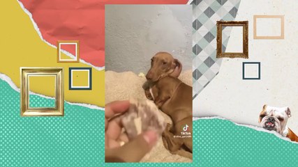Perrito destructor de billetes - Almohadazo Casero