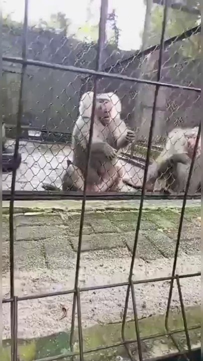 BABOON #shorts #baboon