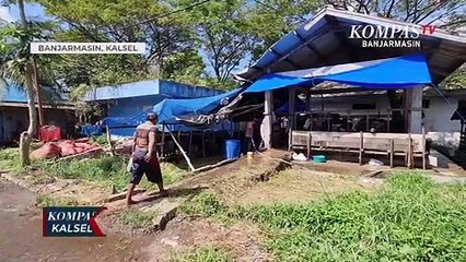 Sapi di Banjarmasin tidak Divaksin PMK, Ini Penjelasan Medik Veterineer DKP3