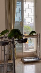 Parrots Singing Happy Birthday