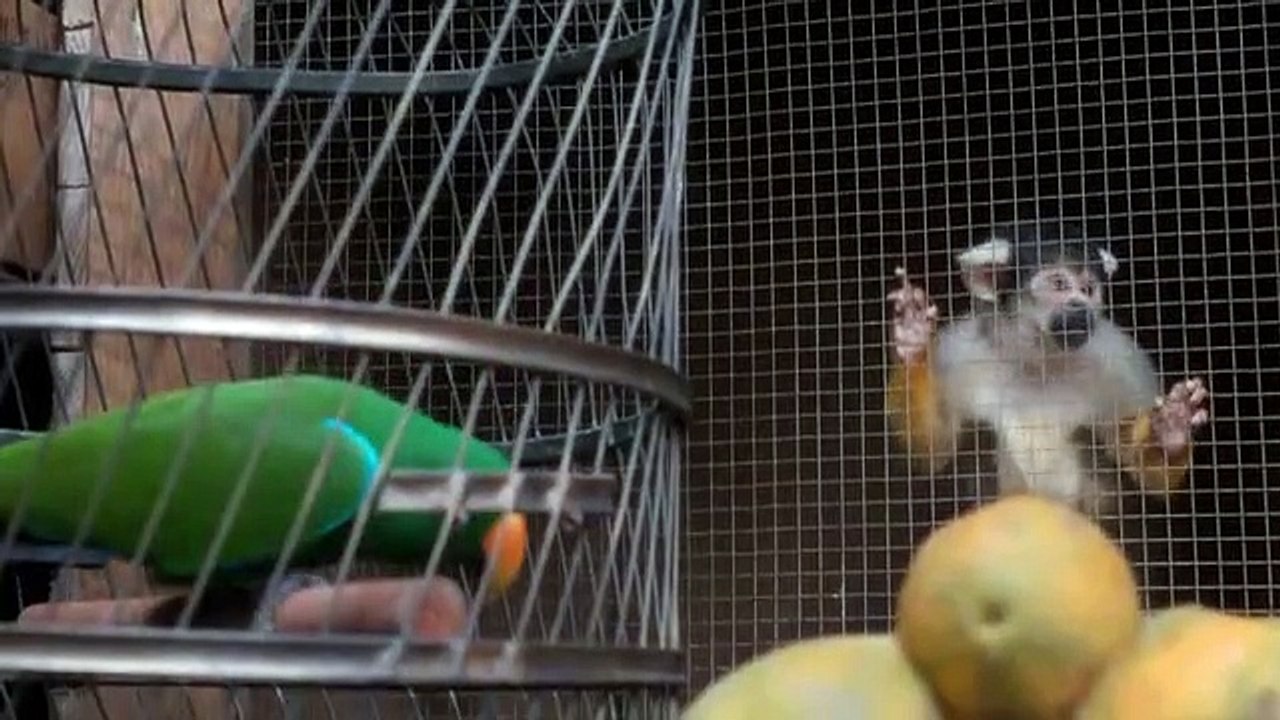 Our Zoo Staffel 1 Folge 1 HD Deutsch