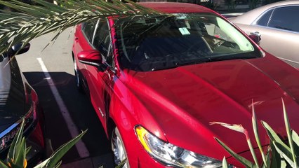 Palm Frond Pierces Through Windshield