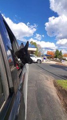 Luna the Dog Saluting Siren with a Howl