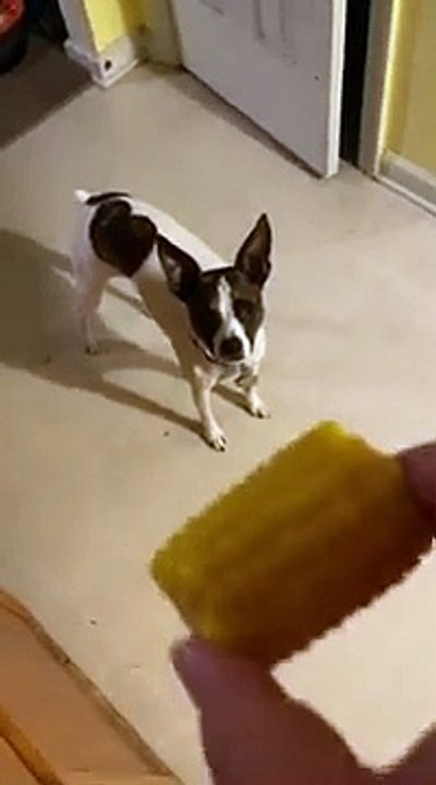 What does Princess think of corn?