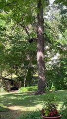 Mama Bear Napping on the Bridge With Her Cubs