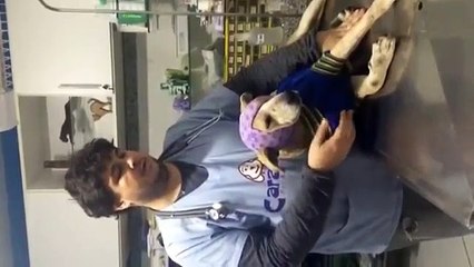 Cão que só pede amor e carinho é tratado à paulada  por idosa.