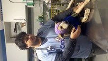 Cão que só pede amor e carinho é tratado à paulada  por idosa.